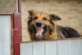 Scary long haired brown and black dog with teeth showing