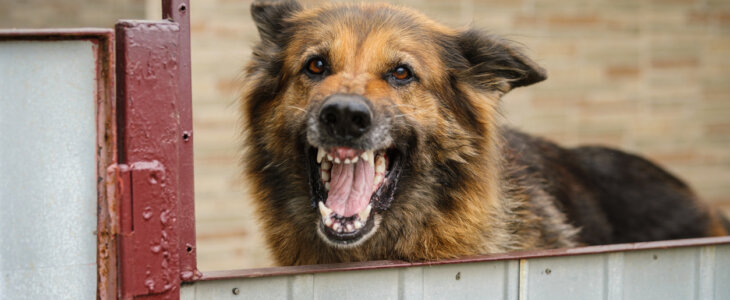 Scary long haired brown and black dog with teeth showing